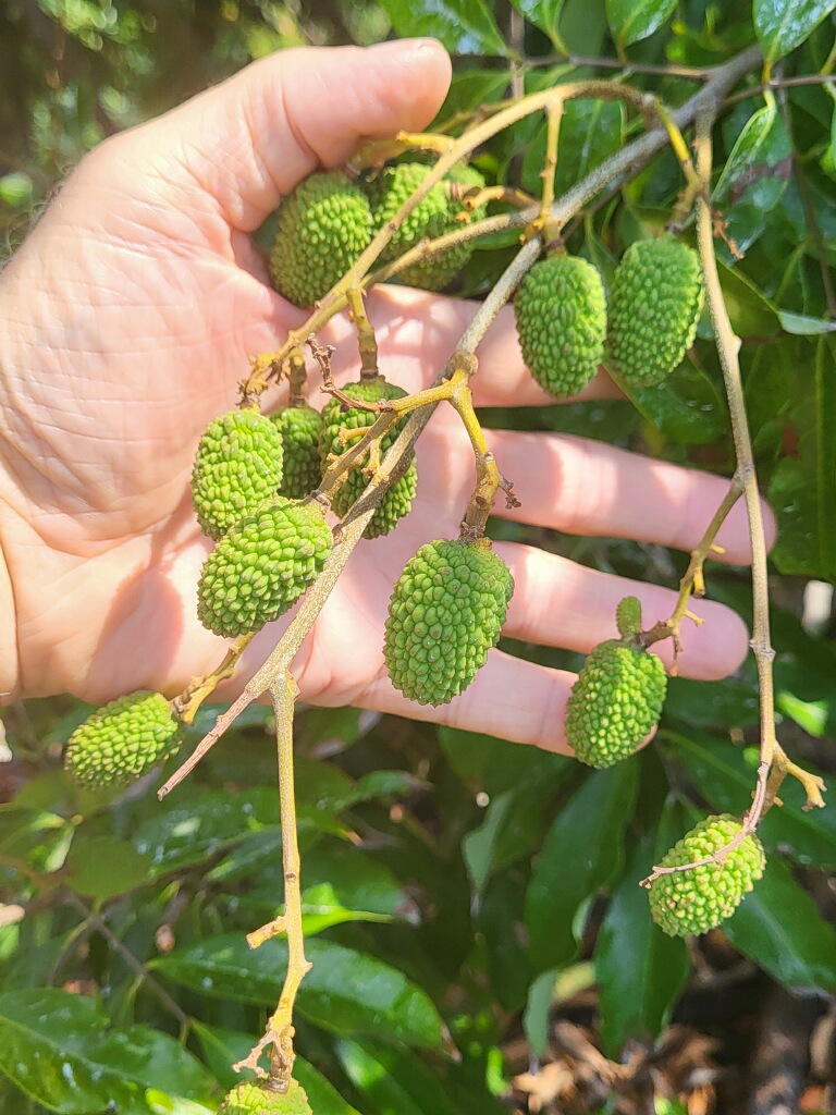 Mauritius Unripe Fruit Cluster