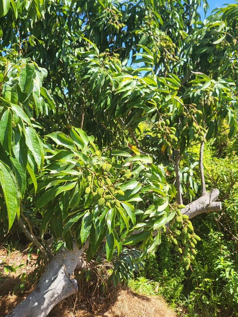 Mauritius Tree with Fruit