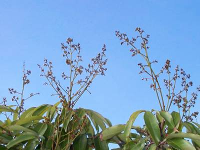 lychee tree flower