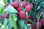 Fresh Lychee Fruit